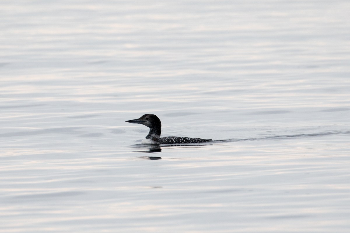 Common Loon - Les Peterson