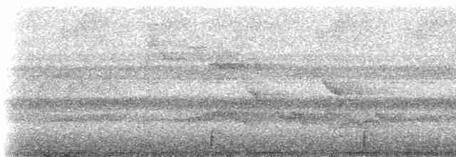 Koepckeschattenkolibri - ML238157