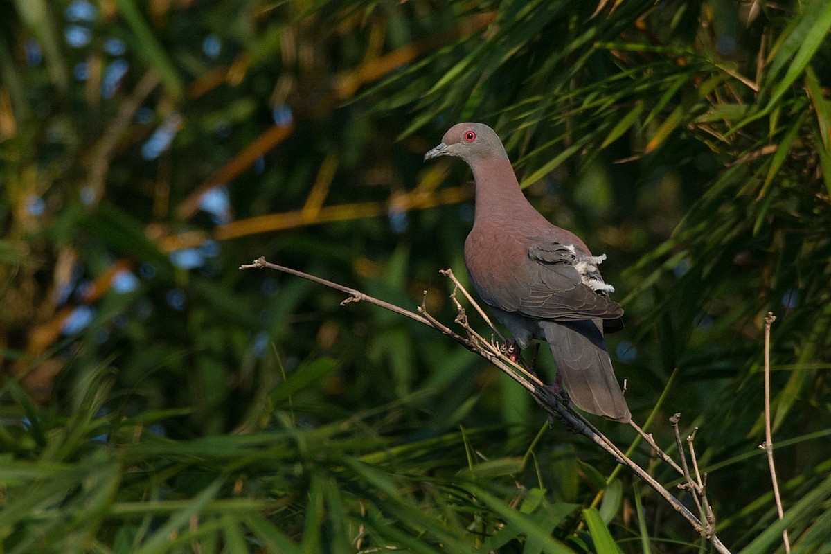 Pale-vented Pigeon - LUCIANO BERNARDES