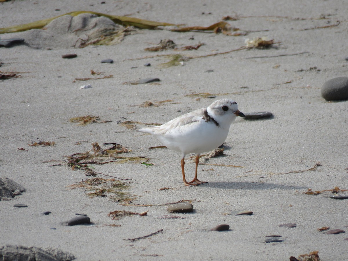 Piping Plover - ML238162831