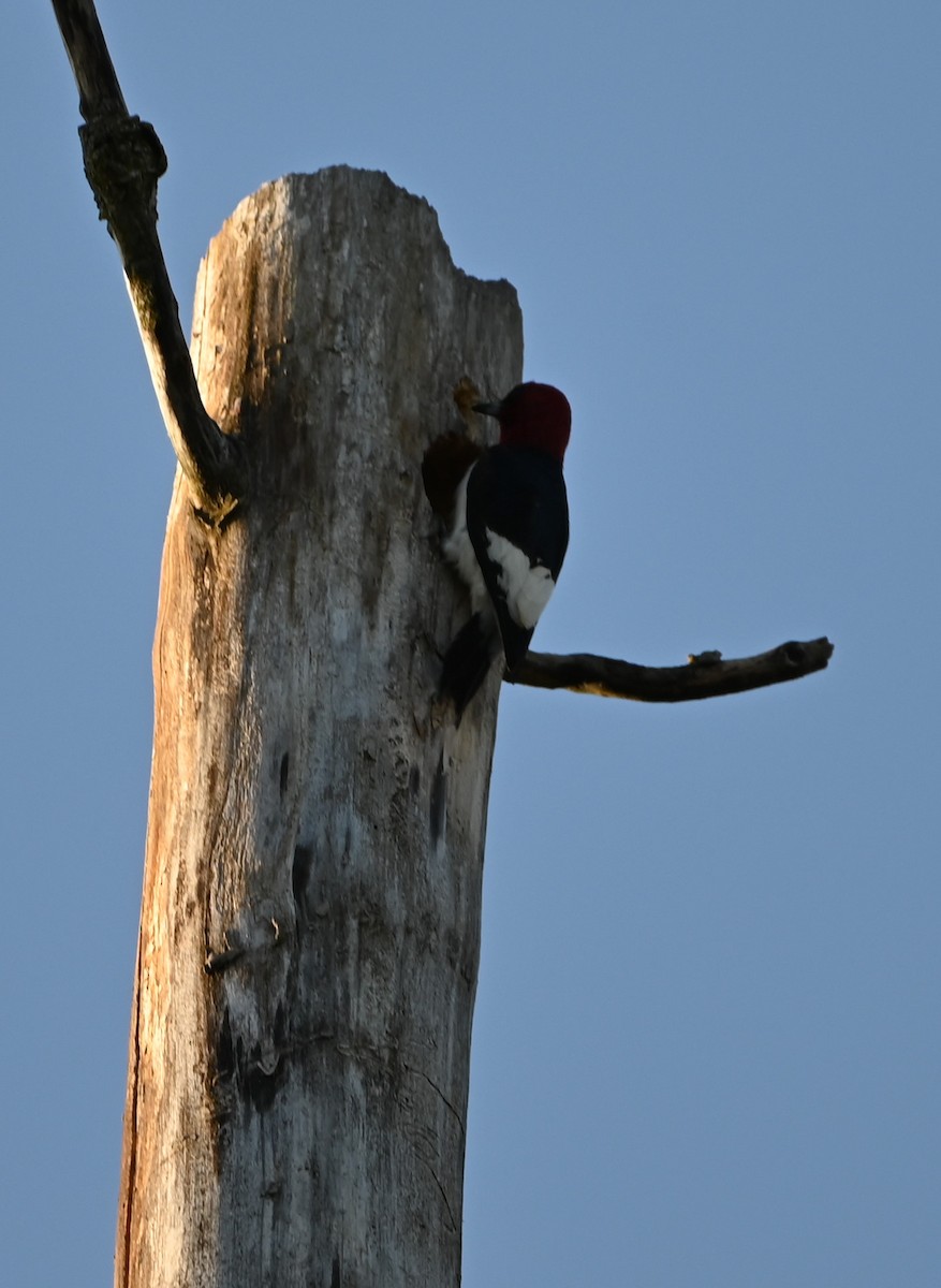 Red-headed Woodpecker - ML238164191