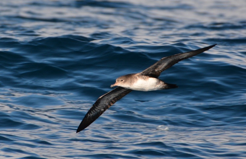 Pink-footed Shearwater - ML23816501