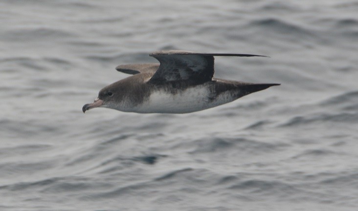 Pink-footed Shearwater - ML23816511