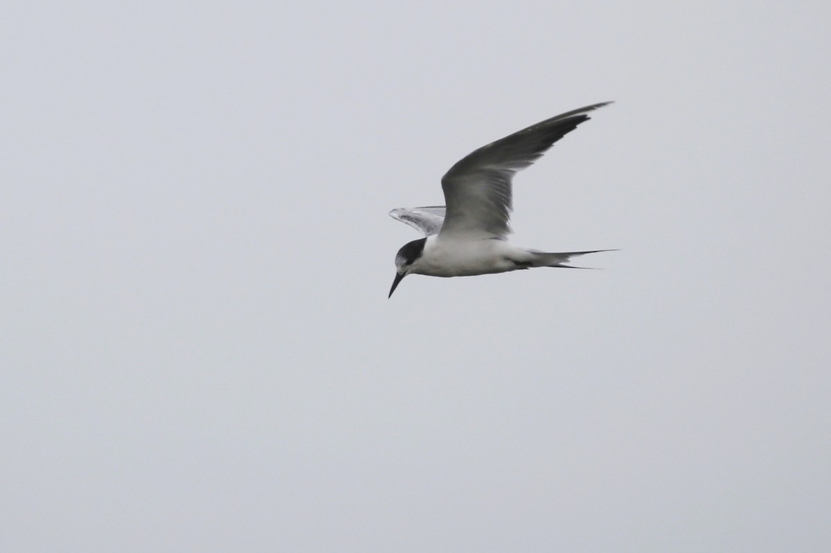 Common Tern - ML23816661