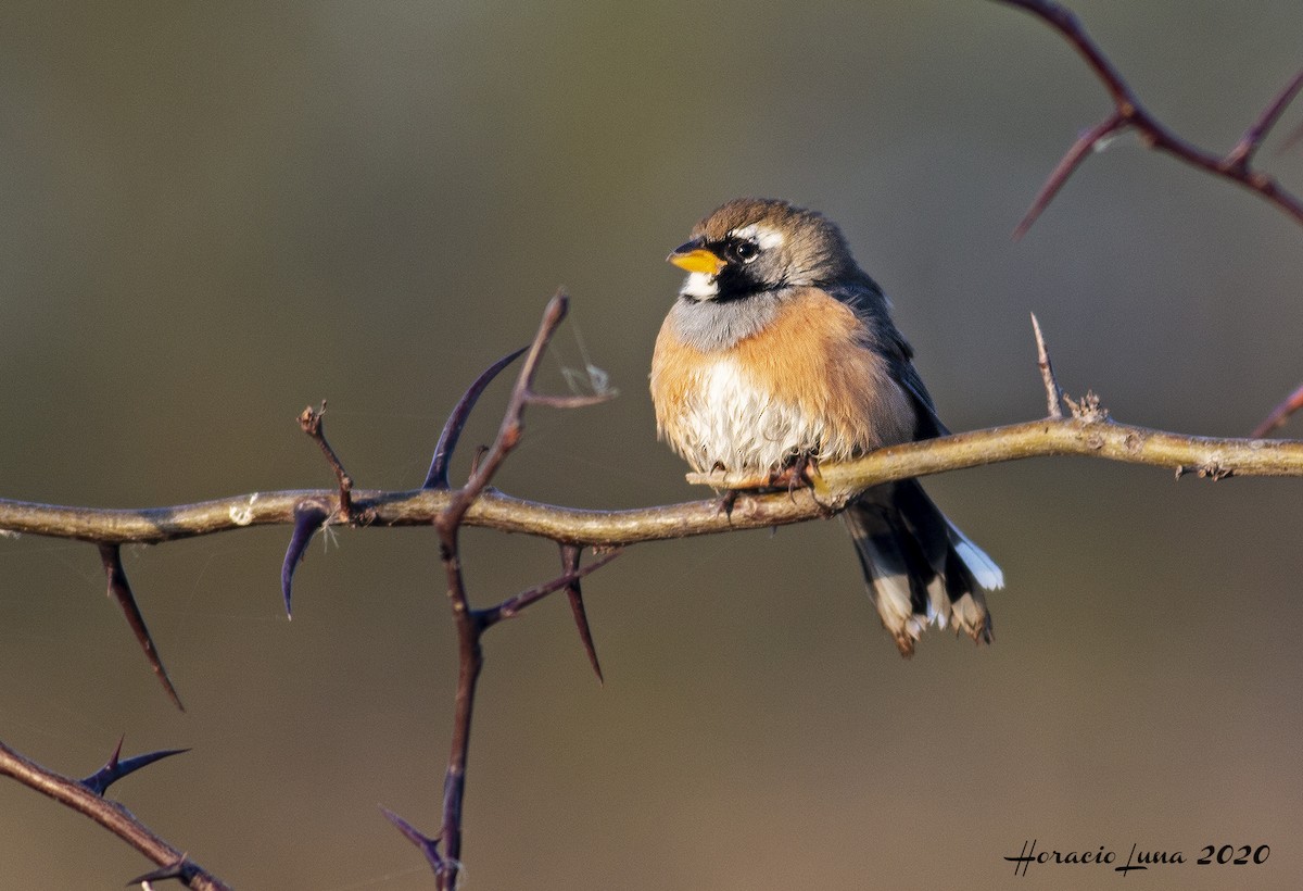 Many-colored Chaco Finch - ML238166821