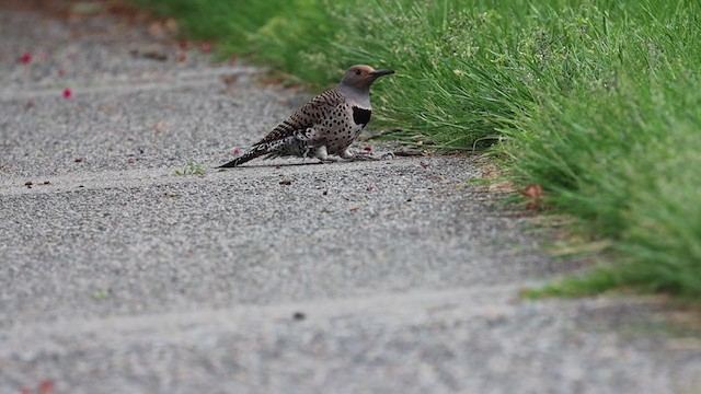 Northern Flicker (Red-shafted) - ML238167801