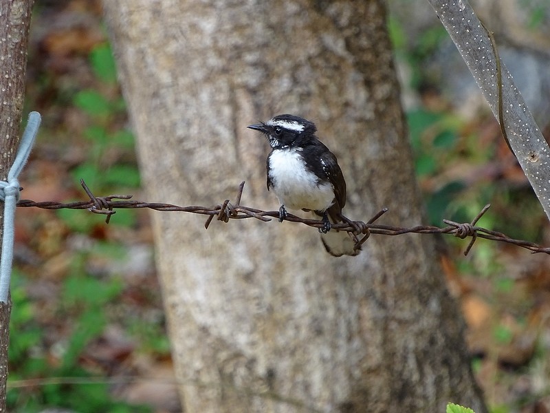White-browed Fantail - ML238170161