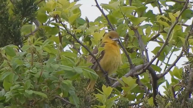 Orchard Oriole - ML238170941