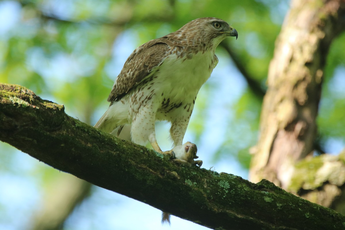 Red-tailed Hawk - ML238171961