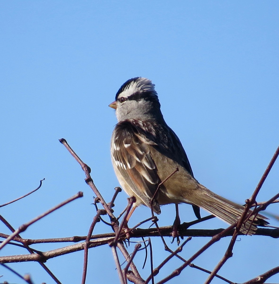 White-crowned Sparrow - Holly Cox