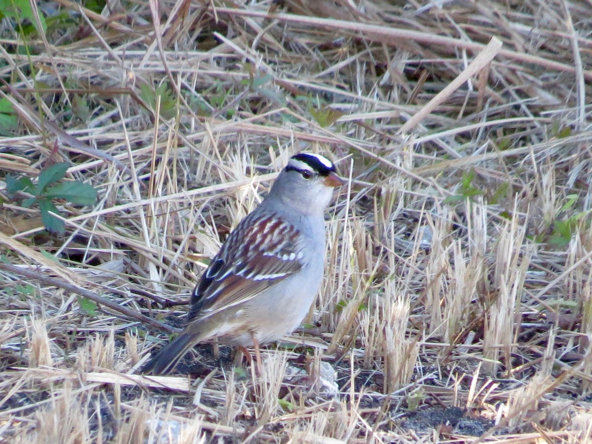 White-crowned Sparrow - ML23817221