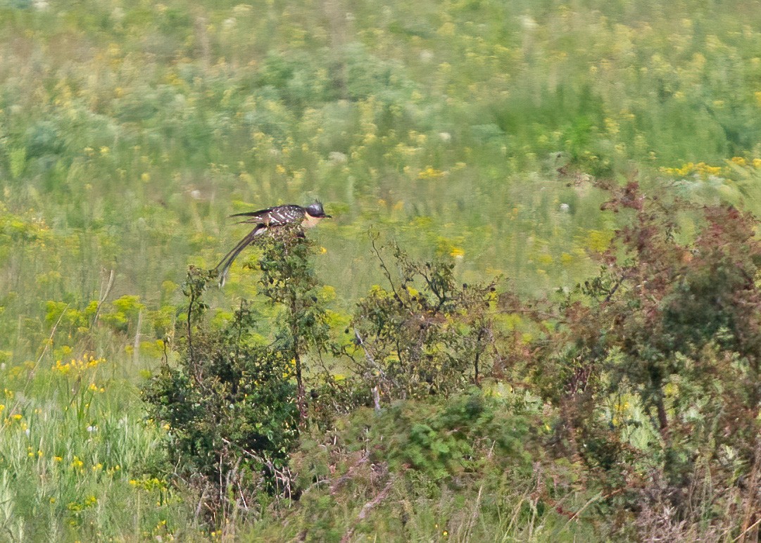 Great Spotted Cuckoo - ML238177011