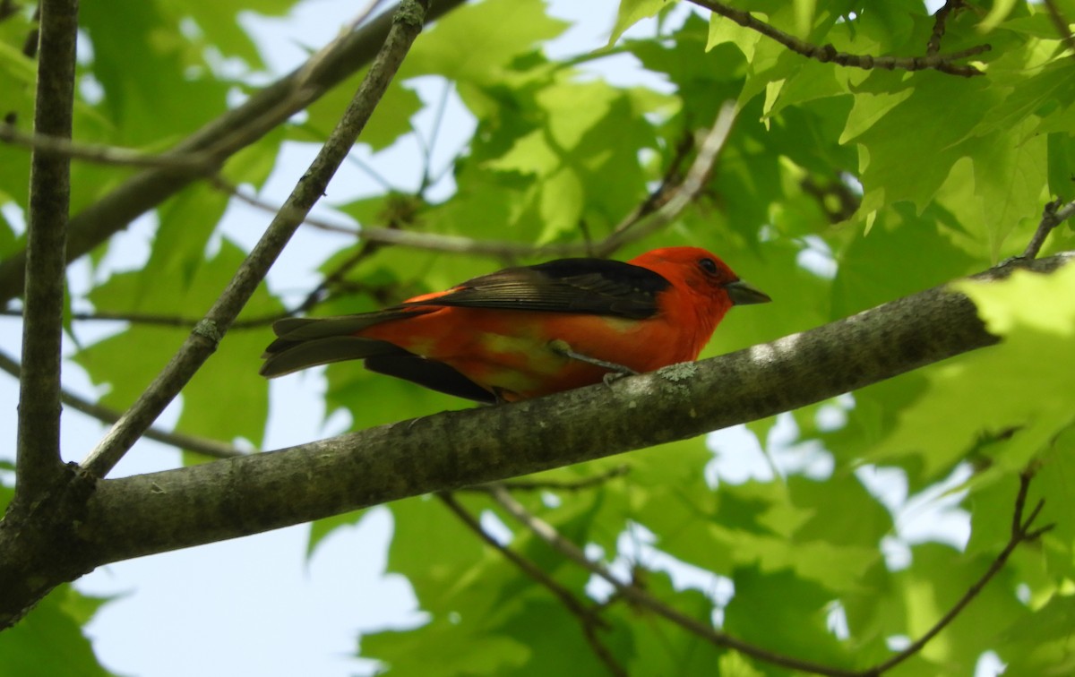 Scarlet Tanager - ML238179391