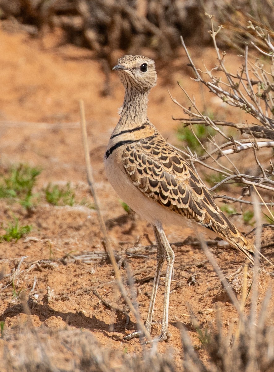 Double-banded Courser - David Hoar