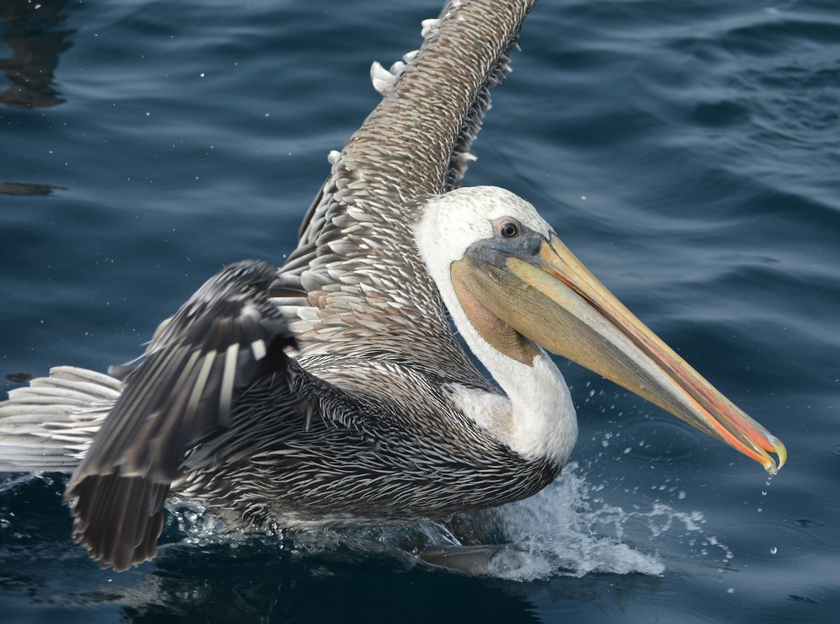 Brown Pelican - "Chia" Cory Chiappone ⚡️