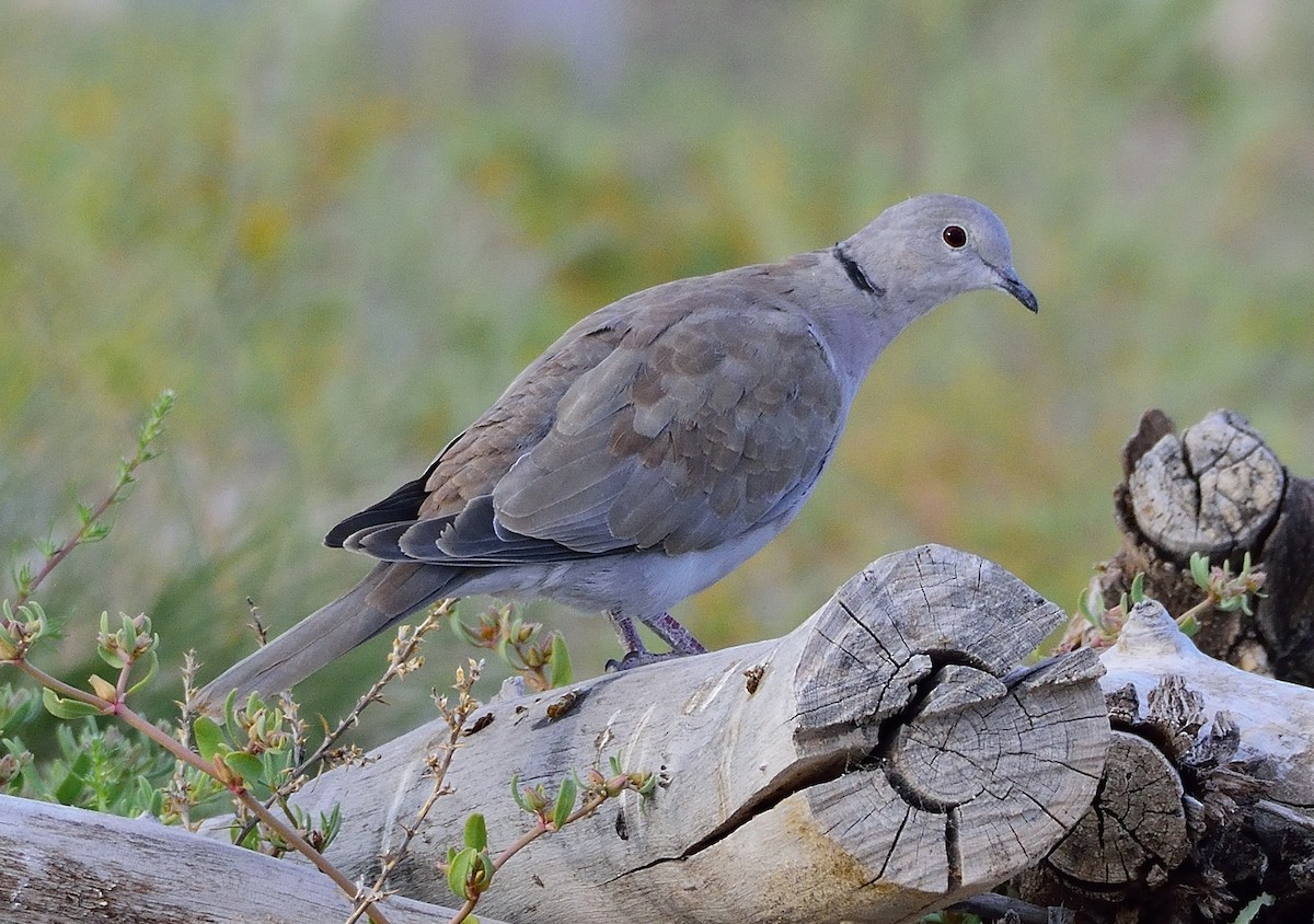 Eurasian Collared-Dove - Ad Konings