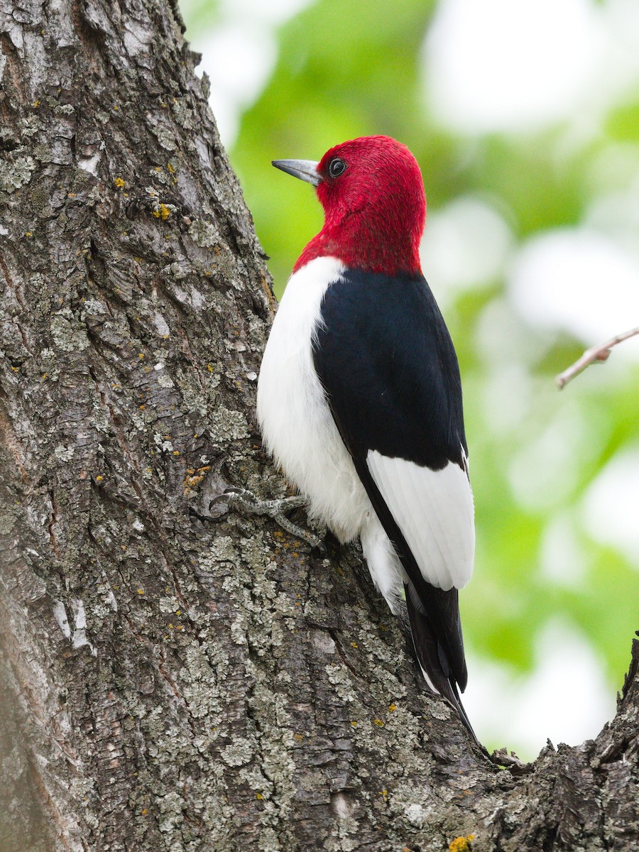 Red-headed Woodpecker - Brian Sterenberg