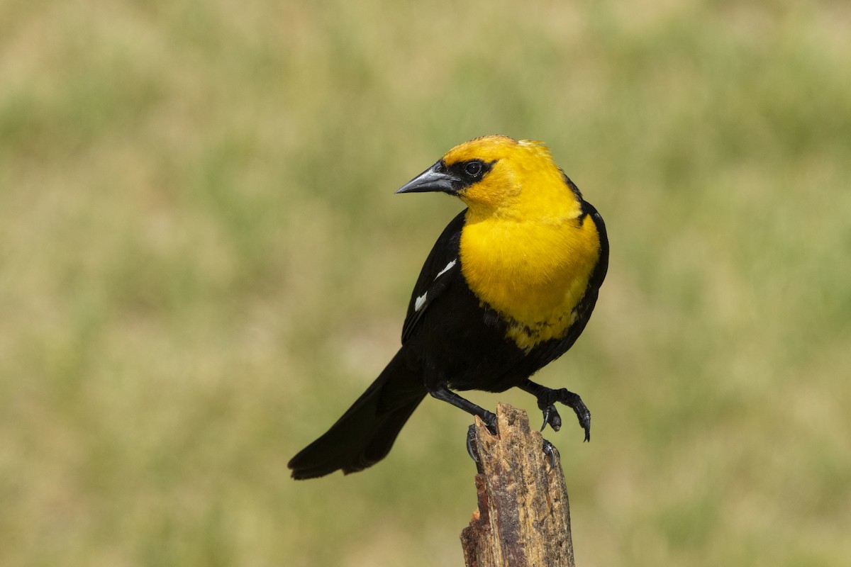 Yellow-headed Blackbird - Peter Hawrylyshyn