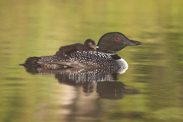 June Ebirder Of The Month Challenge Ebird