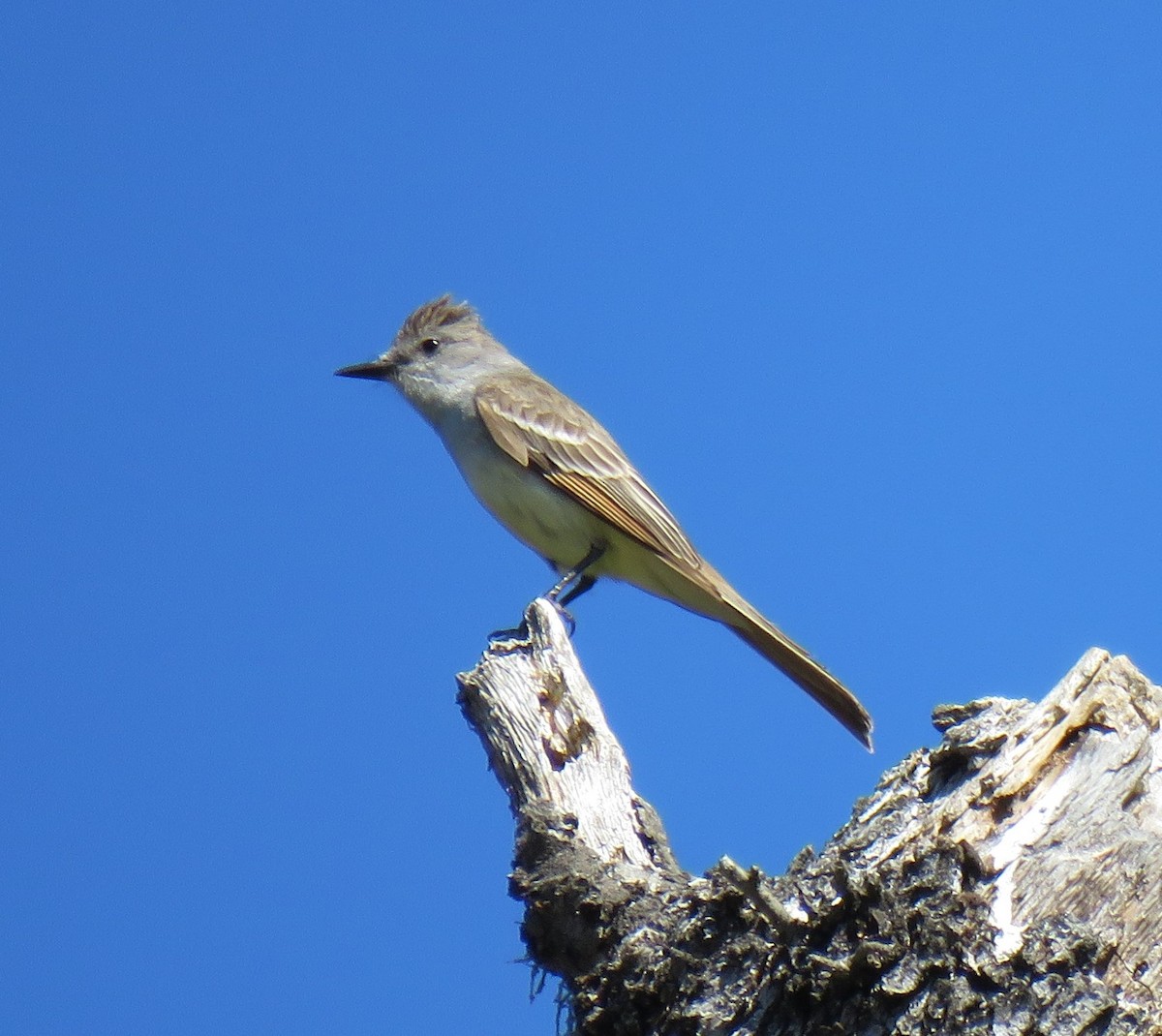 Ash-throated Flycatcher - Chris O'Connell