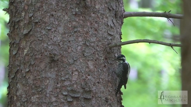 Eurasian Three-toed Woodpecker - ML238201901