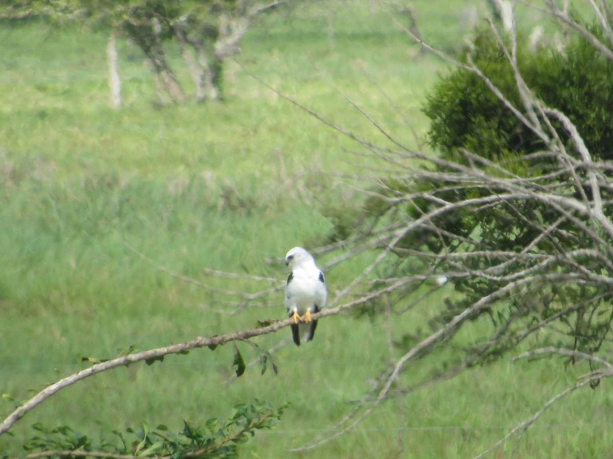 White-tailed Kite - ML238205921