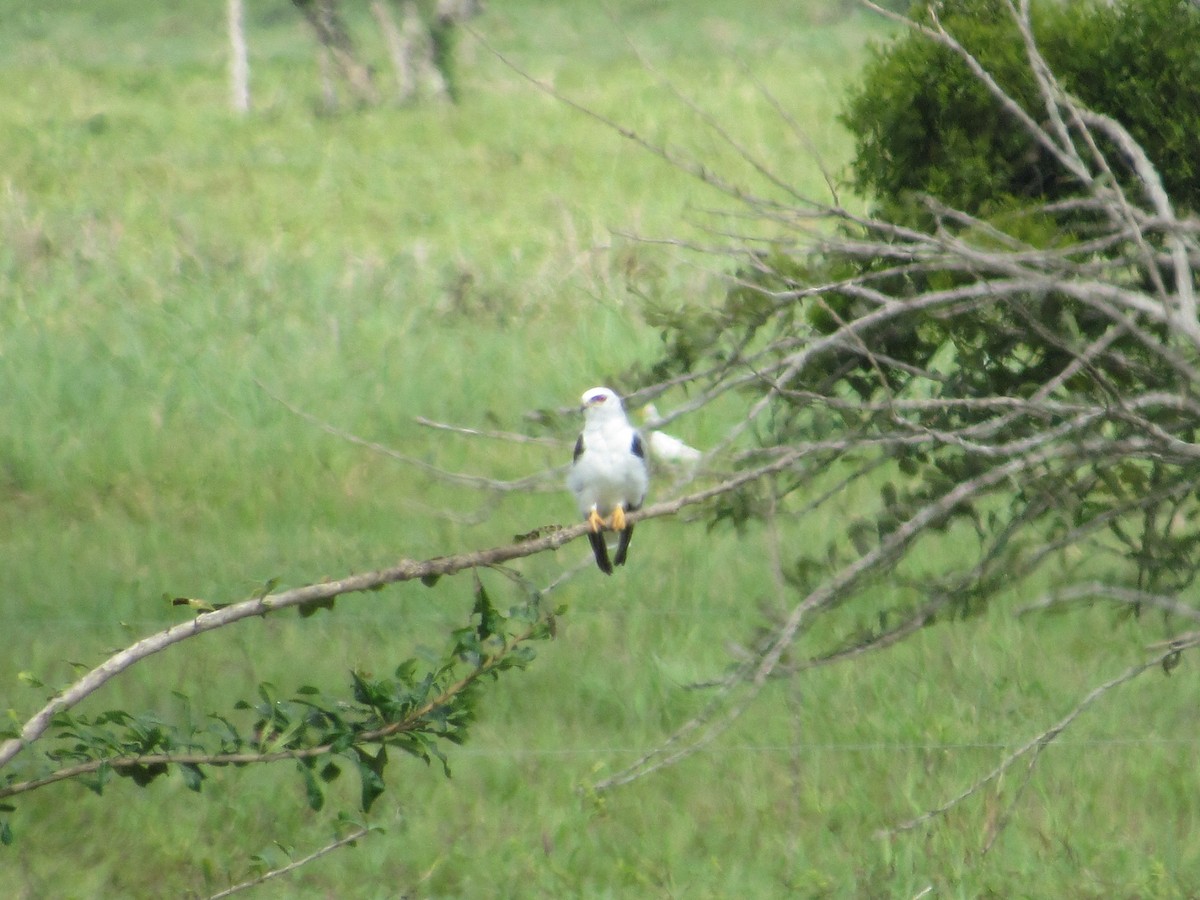 White-tailed Kite - ML238205941