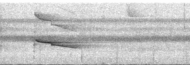 Белобровая агуйла - ML23821