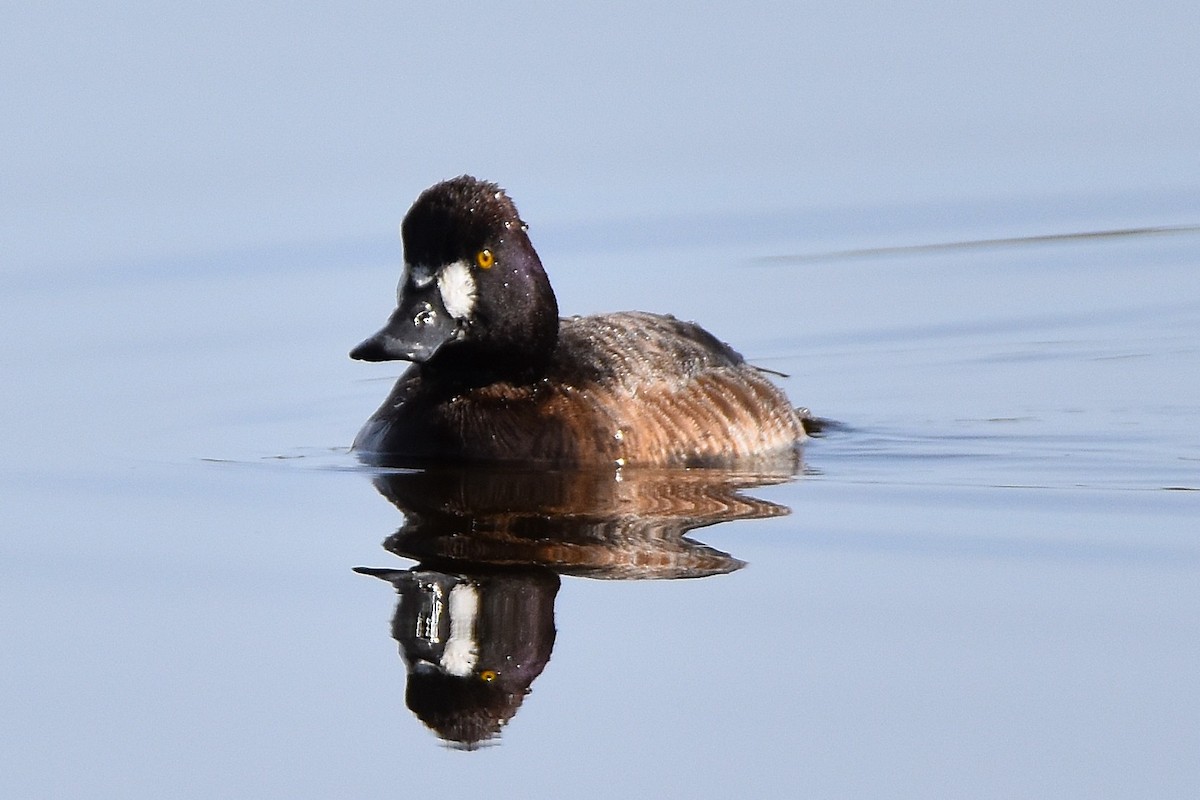 Greater Scaup - ML23821011
