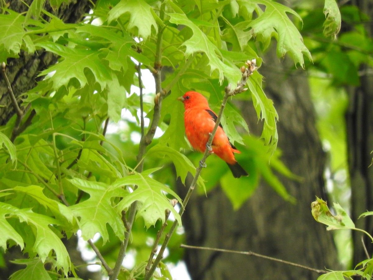 Scarlet Tanager - ML238210491