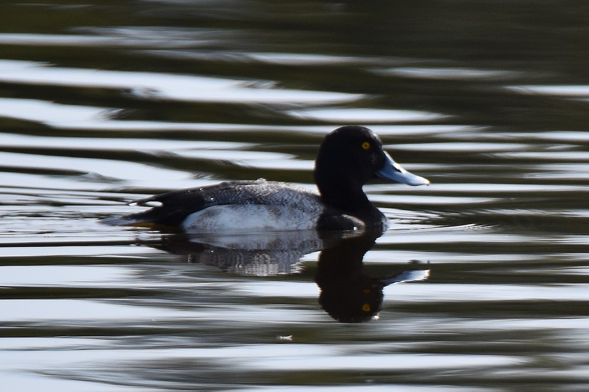 Greater Scaup - ML23821111