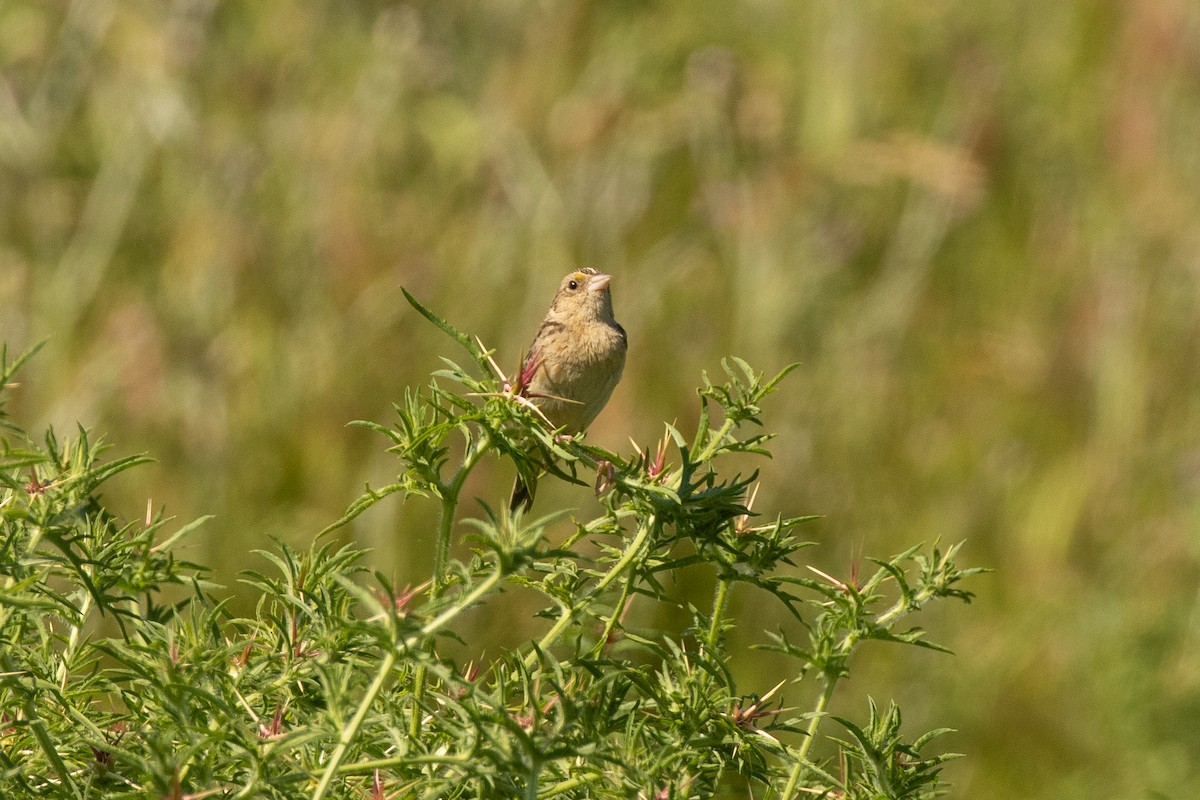 Grasshopper Sparrow - ML238212191