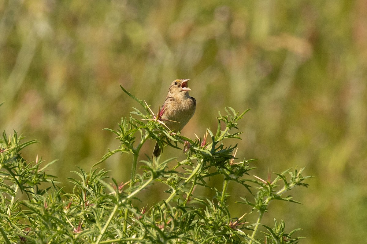 Grasshopper Sparrow - ML238212201