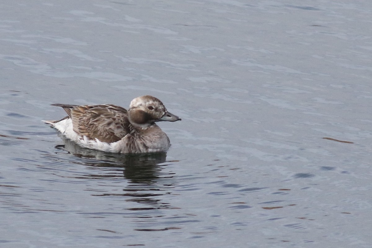 Long-tailed Duck - ML238215141