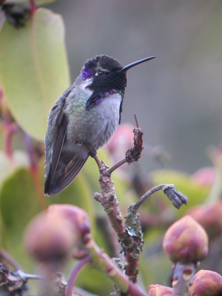 Costa's Hummingbird - ML238215481