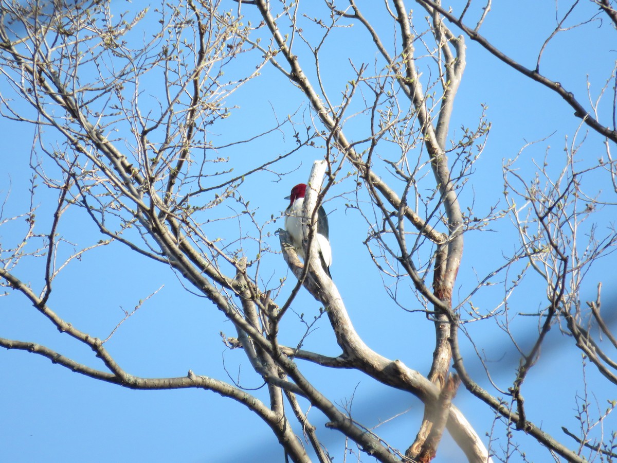 Red-headed Woodpecker - ML238224641