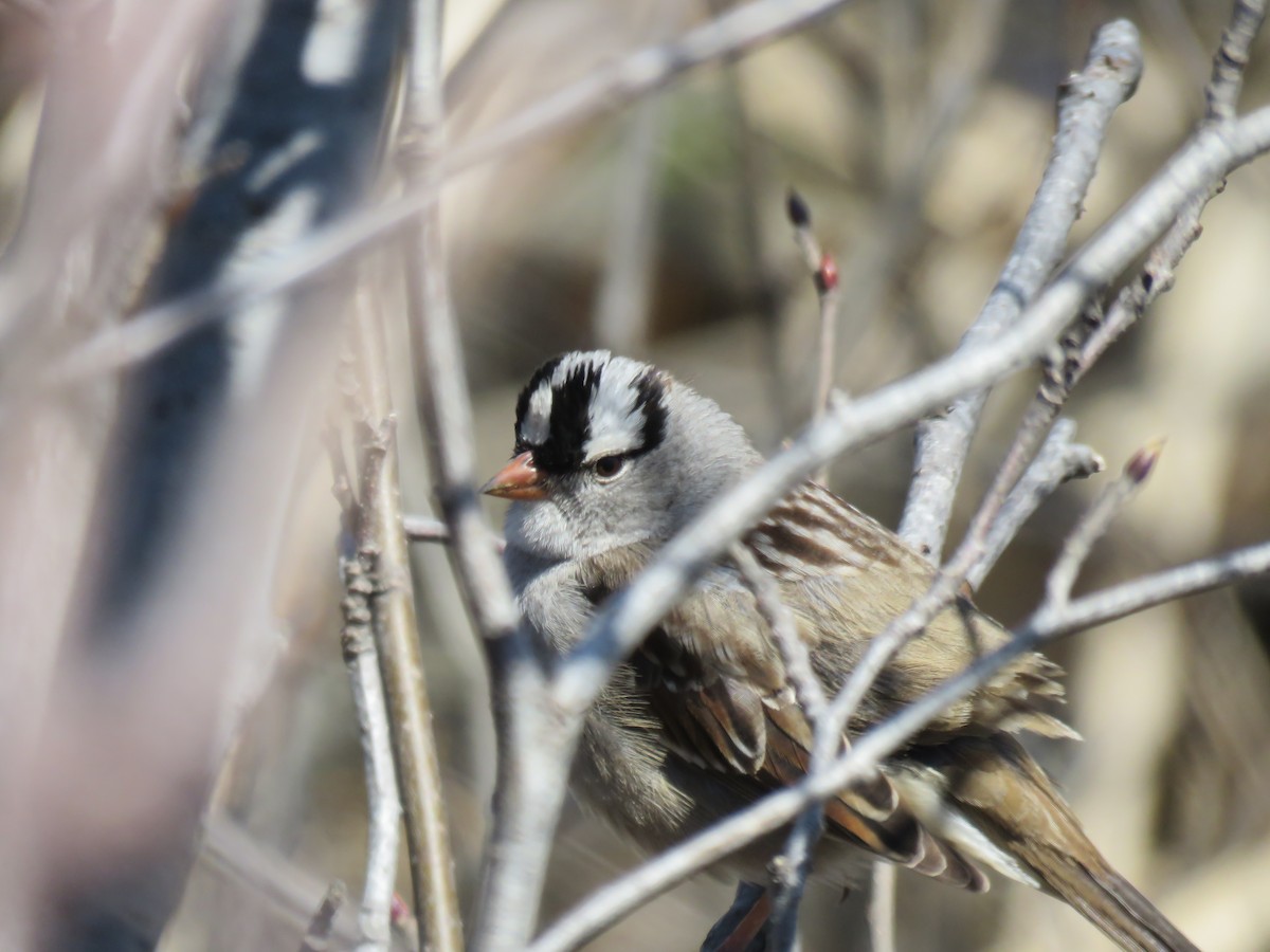 White-crowned Sparrow - ML238225251