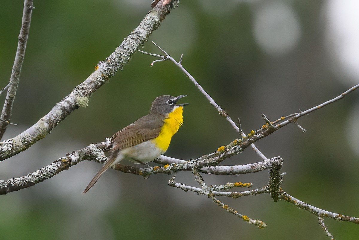 Yellow-breasted Chat - Geoff Newhouse