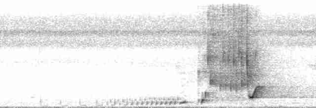 Breithauben-Stirnvogel [angustifrons-Gruppe] - ML23823