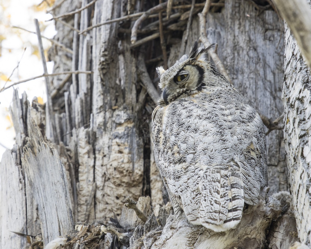 Great Horned Owl - ML238236151