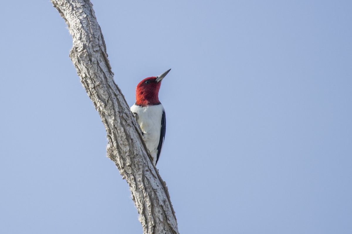 Red-headed Woodpecker - ML238237351