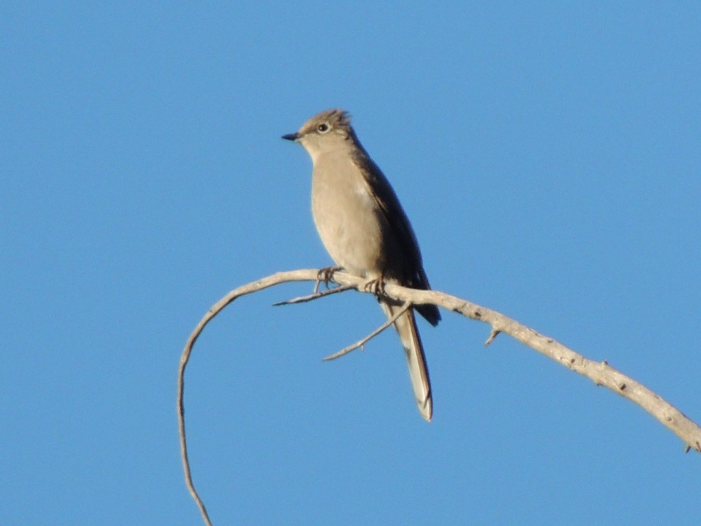 Townsend's Solitaire - ML23823811