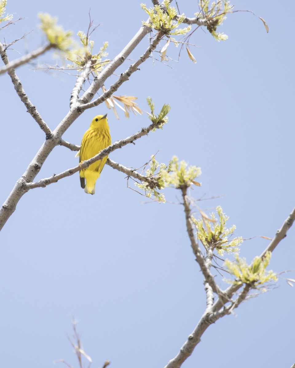 Yellow Warbler - ML238238741
