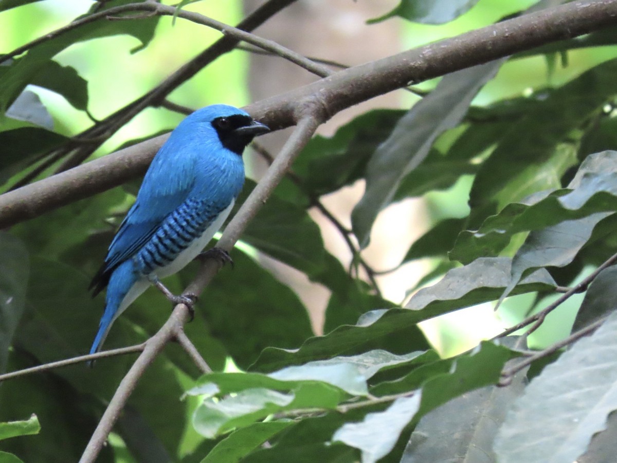 Swallow Tanager - ML238241571