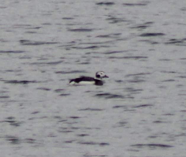 Long-tailed Duck - ML23824271