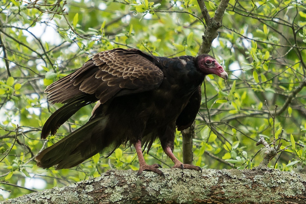 Turkey Vulture - Nancy Larrabee