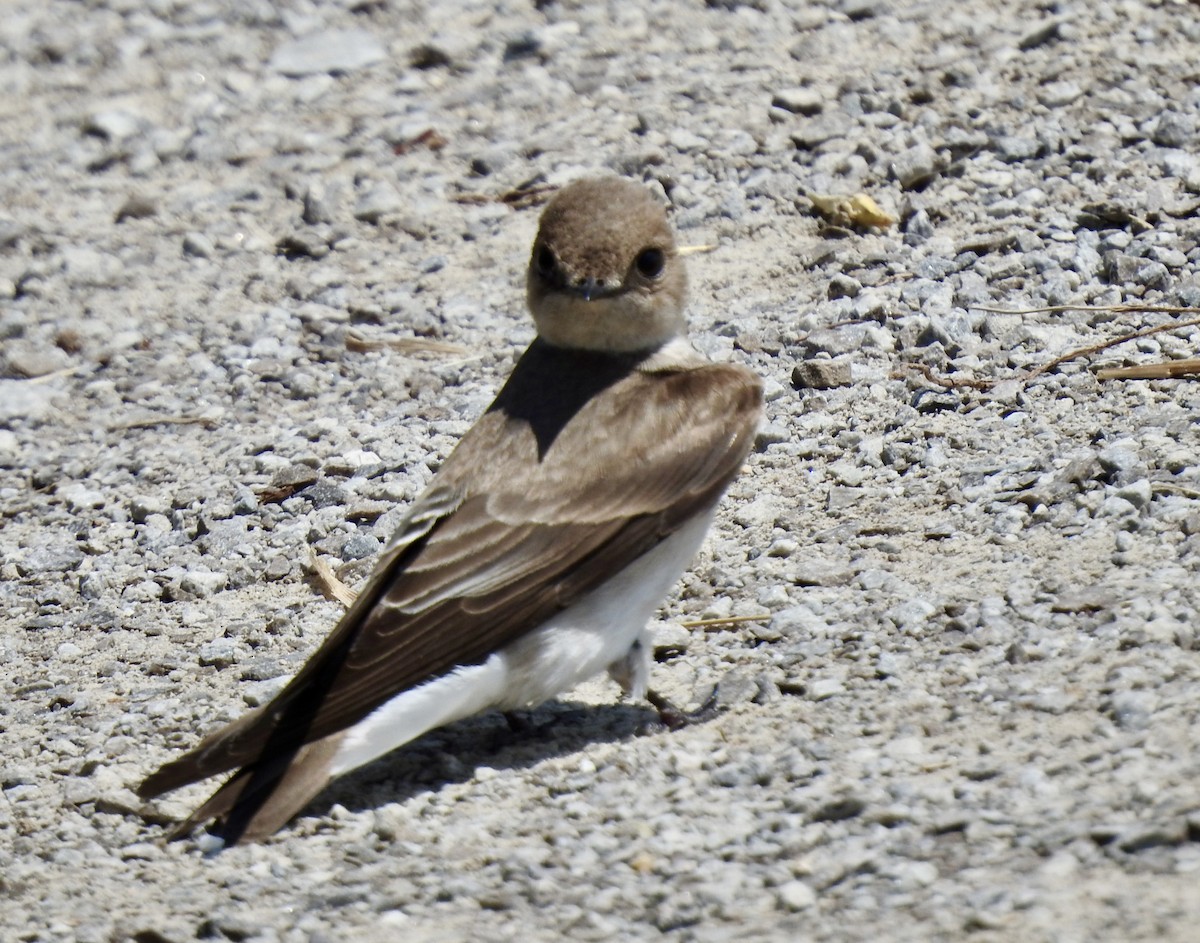 Northern Rough-winged Swallow - Nathan Wise