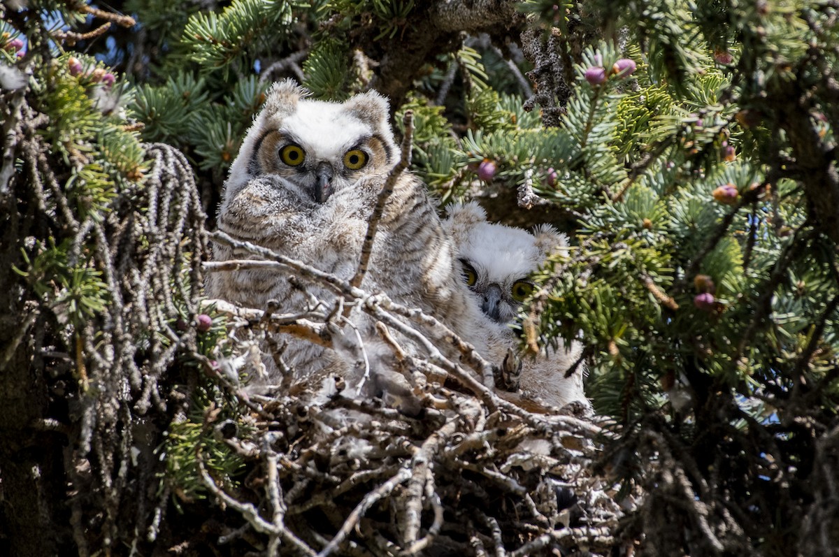 Great Horned Owl - ML238252481