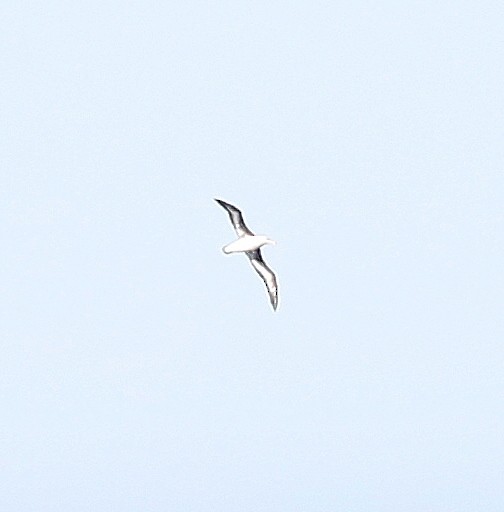 Black-browed Albatross - Steve James