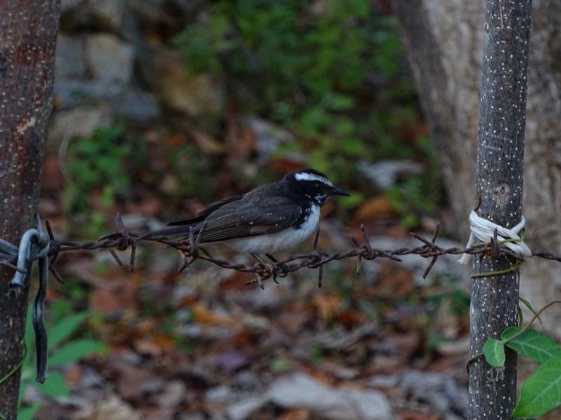 White-browed Fantail - ML238258901